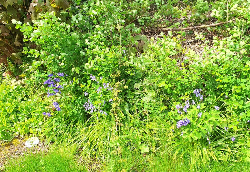 Orchard Bluebells