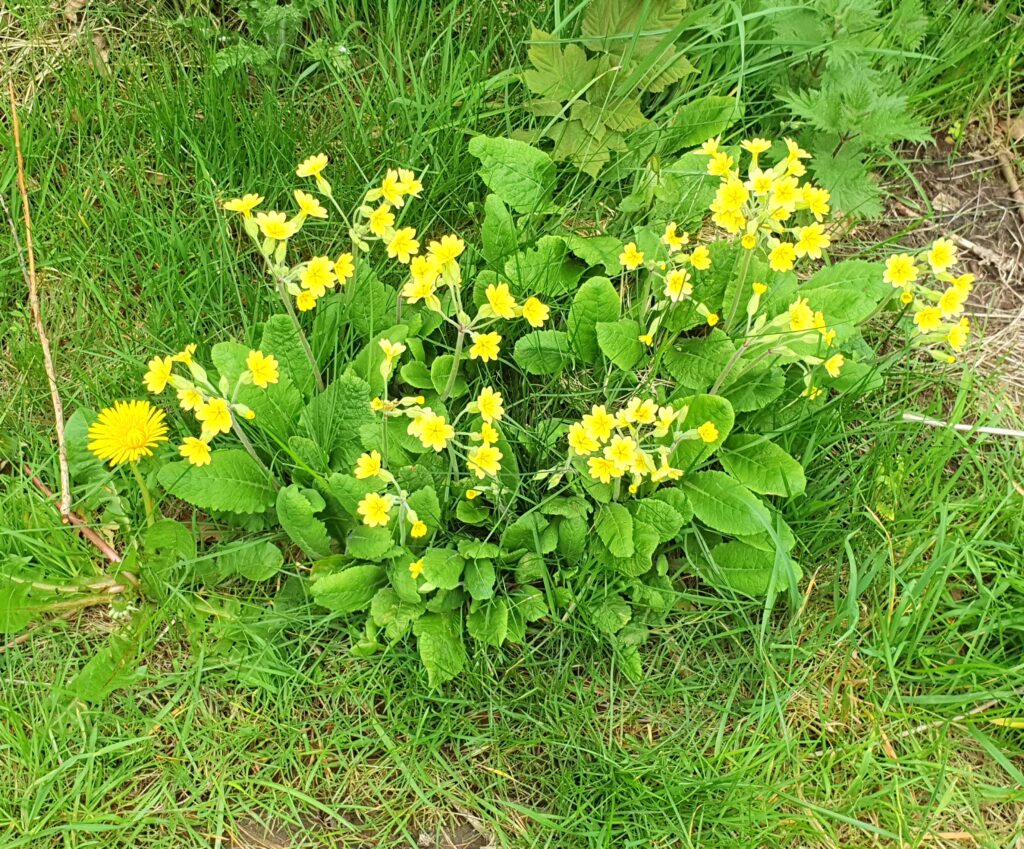 Tough little primroses